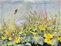 Swan cygnets and marsh marigolds 